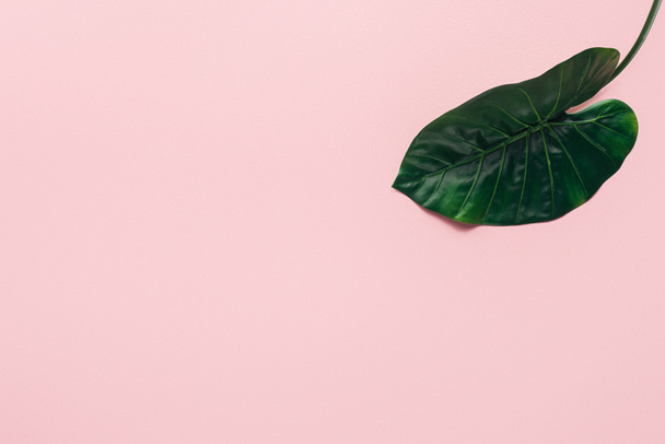 vue surélevée de la feuille tropicale verte sur rose, concept minimaliste
  - Photo, image