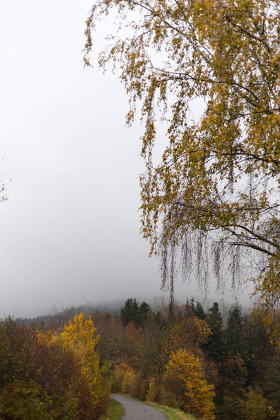 niebla árboles de otoño y hojas en la campiña del sur de Alemania con césped verde y colores de verano inidan cerca de ciudades de munich y stuttgart
 - Foto, Imagen