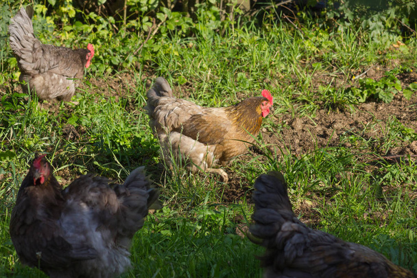 on a very sunny day in july in south germany you see chickens male and female in black and brown and grey color running around in green grass and behind bushes - Photo, Image