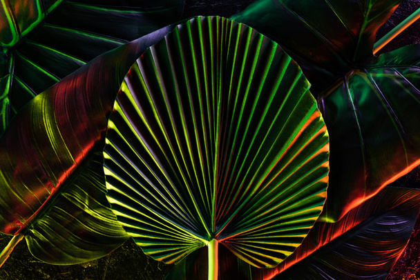 tónusú kép a különböző trópusi levelek-piros világítással  - Fotó, kép