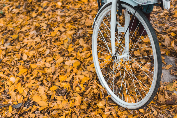 close up view of wheel of white bicycle in autumnal forest  - 写真・画像