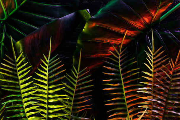 colored picture of beautiful various leaves with red lighting  - Fotoğraf, Görsel
