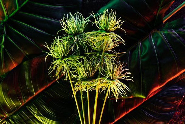 schöne Pflanzen und Palmblätter mit rotem Licht  - Foto, Bild