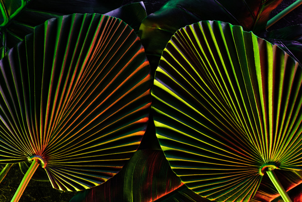 toned picture of beautiful tropical leaves with colorful lighting  - Fotoğraf, Görsel