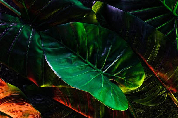 full frame image of beautiful palm leaves with red and green lighting  - Photo, Image