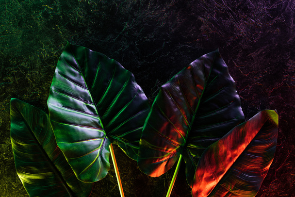 赤と紫の照明の行に配置される整理されたトロピカル葉っぱフラット レイアウト  - 写真・画像