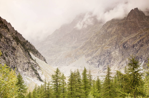 Beautiful foggy mountains with clouds and pine trees - Photo, Image