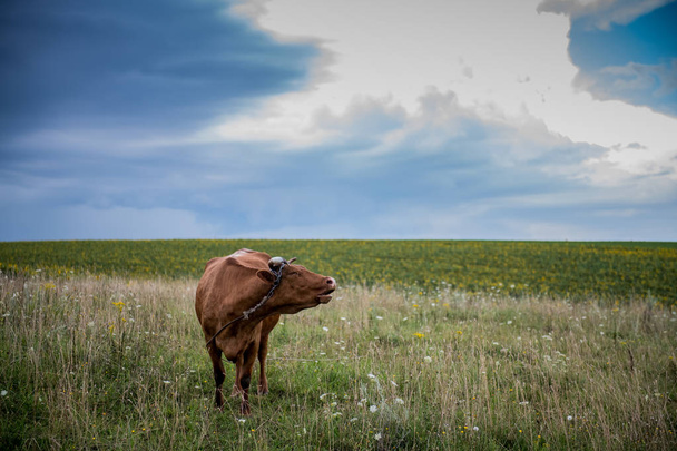 cow in pasture grazing on fresh green grass - Photo, Image