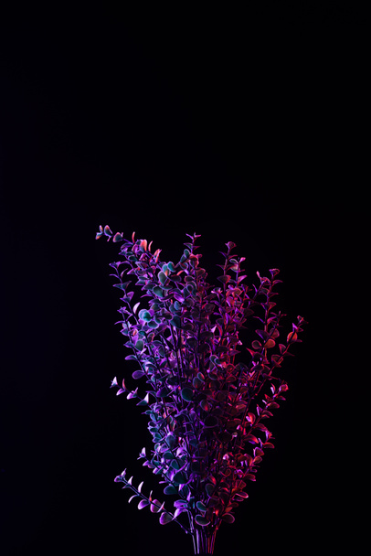 toned image of beautiful plant with purple lighting isolated on black - Foto, immagini
