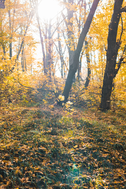 schilderachtig uitzicht op de prachtige herfst bos met gele bomen op zonnige dag - Foto, afbeelding