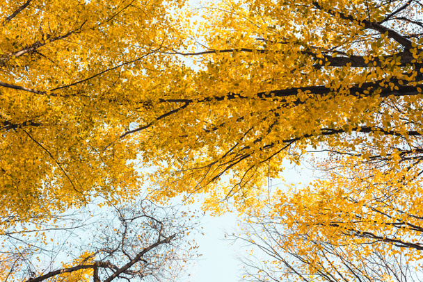 bottom view of beautiful autumnal forest with yellow trees  - Photo, Image