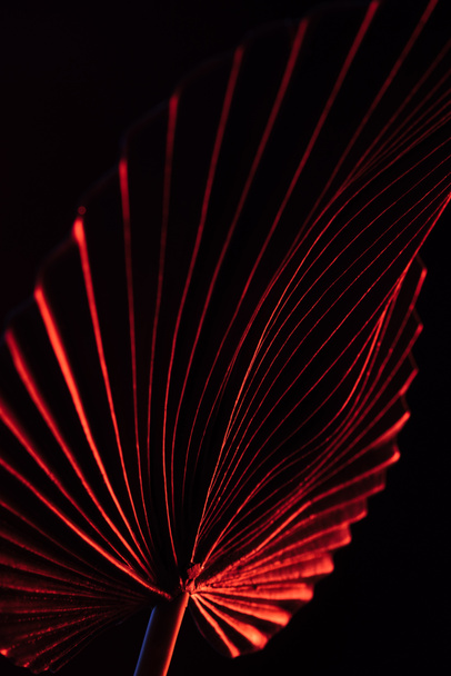 toned picture of beautiful tropical leaf with red lighting isolated on black - Foto, Imagem