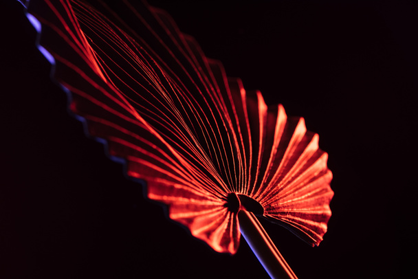 close up de bela folha tropical com iluminação vermelha isolada em preto
 - Foto, Imagem