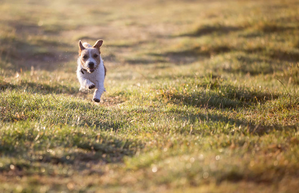 Happy jack russell pet puppy running in the grass - dog background with copy space - Фото, изображение