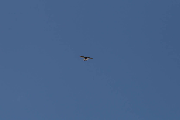 alouette volant haut dans le ciel bleu
 - Photo, image