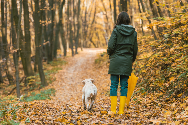 Achteraanzicht van de vrouw in gumboots holding gele paraplu en wandelen met de hond op het groene pad in herfst bos  - Foto, afbeelding