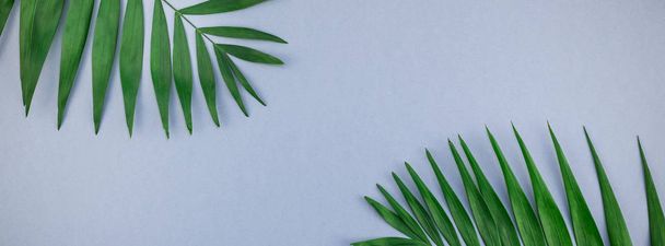 kreative flache Lay Draufsicht von grünen tropischen Palmenblättern auf blaugrauem Papierhintergrund mit Kopierraum. minimale tropische Palmblätter Pflanzen Sommer Konzept Vorlage lange breite Banner - Foto, Bild