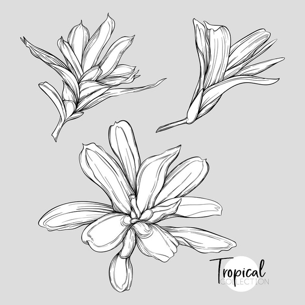 Tropical plant. Vector illustration in botanical style. Outline, graphic drawing.  - Вектор, зображення