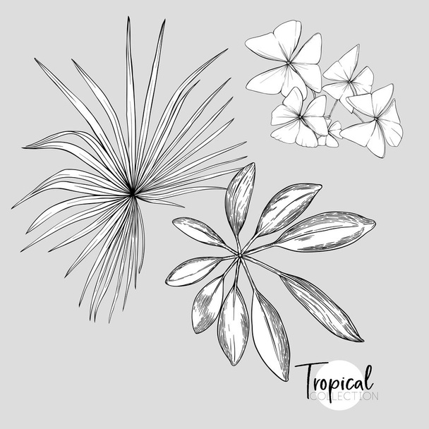 Tropical plant. Vector illustration in botanical style. Outline, graphic drawing.  - Vektör, Görsel