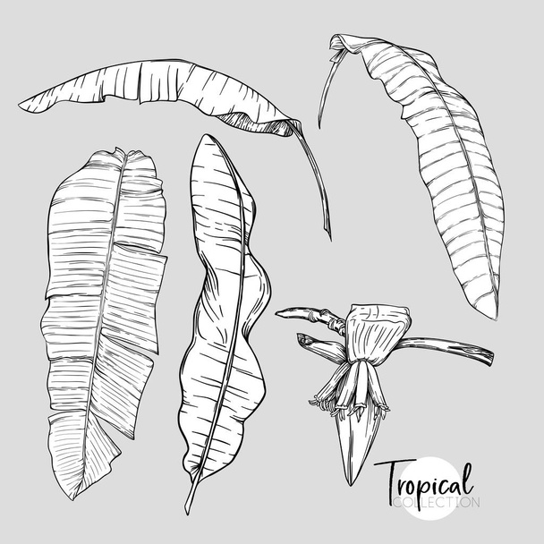 Banana Palm leaf. Tropical plant. Vector illustration in botanical style. Outline, graphic drawing.  - Вектор,изображение