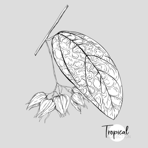 Tropical plant. Vector illustration in botanical style. Outline, graphic drawing.  - Vector, Imagen