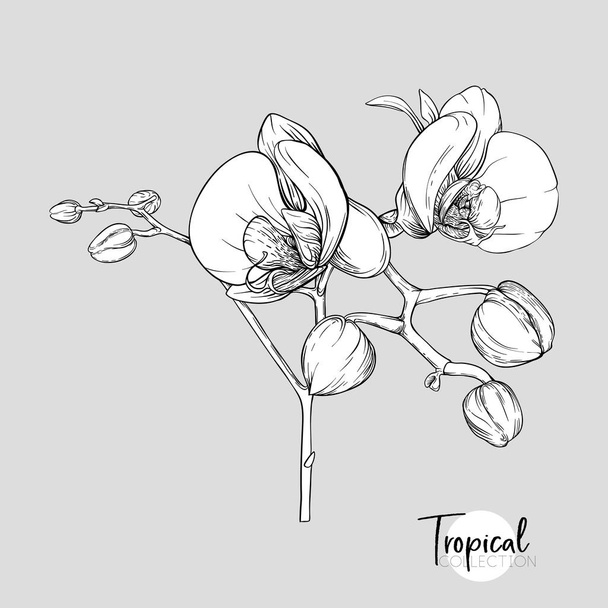 White orchid flower. Tropical plant. Graphic drawing, engraving style. vector illustration. - Wektor, obraz