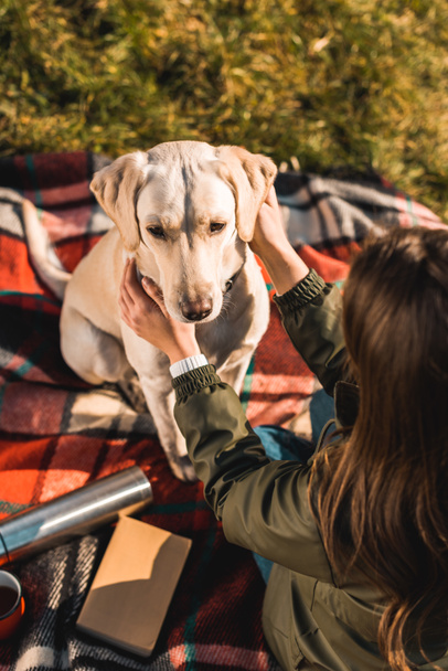 high angle view of woman sitting on blanket and adjusting dog collar on golden retriever in park - Photo, Image