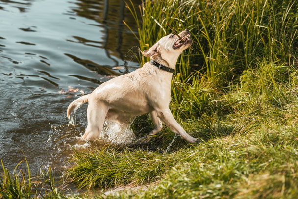 selective focus of golden retriever coming out from pond in park  - Photo, Image