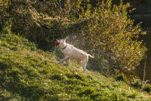 golden retriever con manzana en la boca sacudiéndose seca sobre hierba en parque
 - Foto, Imagen
