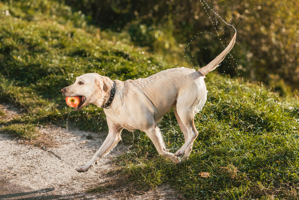 wet adorable golden retriever running with apple in mouth outdoors  - Photo, Image