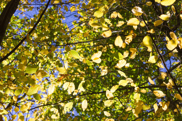 sol brilla a través de hojas y árboles de bosque de otoño y campo en el campo del sur de Alemania en la caída de octubre cerca de ciudades de stuttgart y munich
 - Foto, Imagen