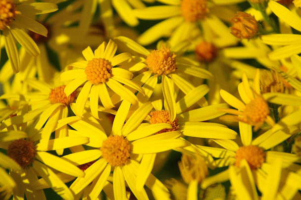 yellow blossoms of jacobaea vulgaris, the common ragwort, a poisonous plant in meadow - Photo, Image