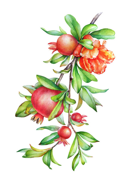 Watercolor hand drawn illustration of the pomegranate tree branch with fruit and green leaves isolated on white background - Foto, immagini