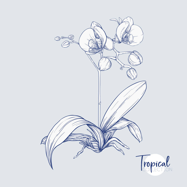 White orchid flower. Tropical plant. Graphic drawing, engraving style. vector illustration. - Вектор,изображение