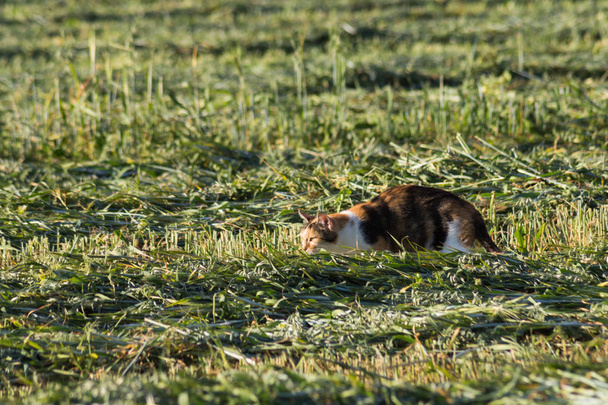 en el campo de verano en el sur de Alemania los gatos fuertes están esperando que el ratón salga de la tierra
 - Foto, Imagen