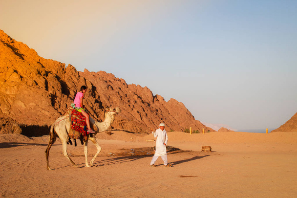 Wüste in Ägypten. Scharm el Scheich. Sand und Sand borkhan. Rock und Sonnenuntergang. einen dummen Ritt auf einem Kamel mit einem Führer. Spaziergang bei Sonnenuntergang - Foto, Bild