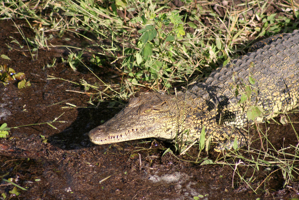crocodile - Fotoğraf, Görsel