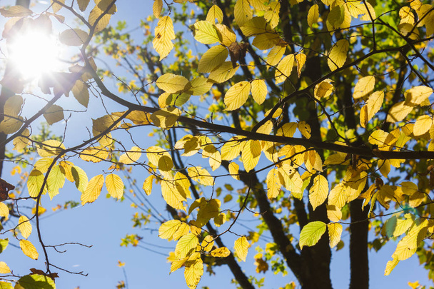 aurinko paistaa lehtien ja puiden läpi syksyn metsän ja pellon Etelä-Saksan maaseudulla lokakuun syksyllä lähellä Stuttgartin ja Münchenin kaupunkeja
 - Valokuva, kuva