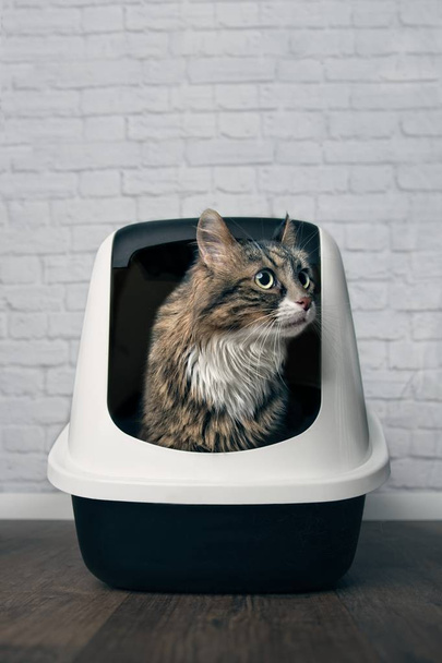 Maine Coon γάτα κάθεται σε ένα κιβώτιο απορριμάτων και ψάχνει ανιδιοτελούς προς τα πλάγια. Κάθετη εικόνα με αντίγραφο χώρου. - Φωτογραφία, εικόνα