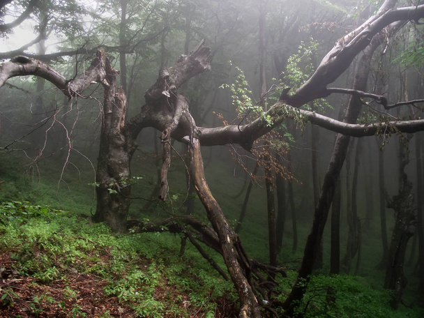 Δραματικά δασικά τοπία με νεκρό δέντρο στην ομίχλη - Φωτογραφία, εικόνα