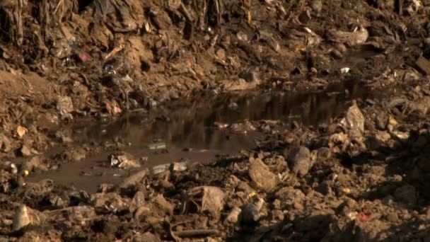Szemetet a hulladéklerakó - Felvétel, videó