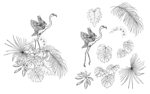 Set of elements for design with tropical plants, palm leaves, monsters, orchids and flamingo  birds. Graphic drawing, engraving style. vector illustration - Вектор,изображение