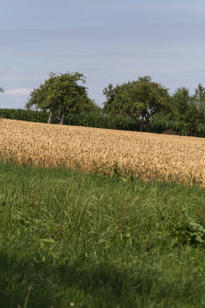 南ドイツの田舎で 7 月の夏の暑さはコーン畑 - 写真・画像
