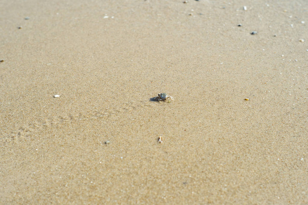 Crabe fantôme marchant sur la plage de sable avec son empreinte sur le chemin
 - Photo, image