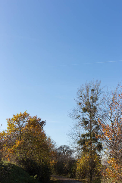 fák ágai és a bogyók őket a őszi november táj, amikor a nap süt ragyogó kék ég város München és stuttgart közelében - Fotó, kép