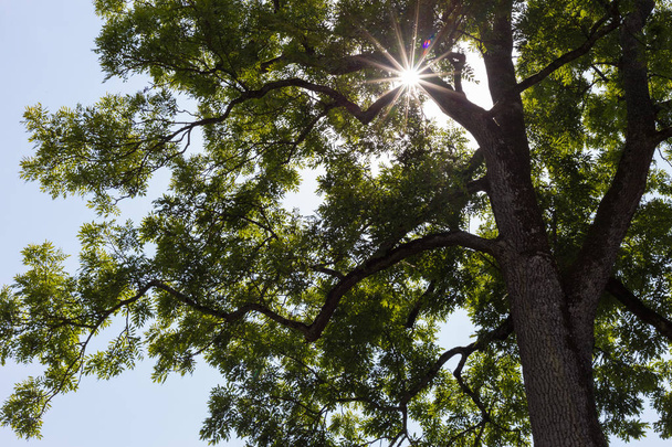 木の枝を上に高く田舎で南ドイツの夏の青い空太陽ビーム - 写真・画像