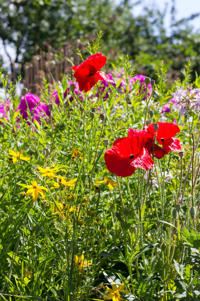 en un día muy soleado en julio en el sur de Alemania se ven detalles y colores de las flores de campo casa de campo en el ambiente de jardín de la casa de campo con el color rojo y rosa y azul del cielo del sur
 - Foto, imagen