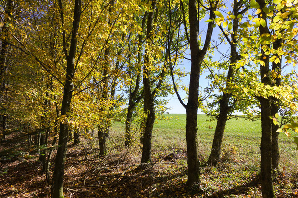 aurinko paistaa lehtien ja puiden läpi syksyn metsän ja pellon Etelä-Saksan maaseudulla lokakuun syksyllä lähellä Stuttgartin ja Münchenin kaupunkeja
 - Valokuva, kuva