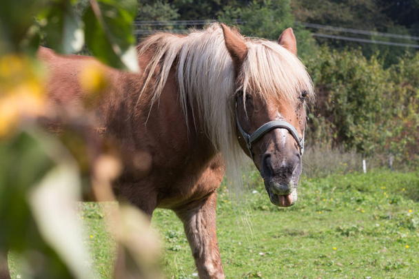 matka konia z jego źrebię w letni dzień we wrześniu w pobliżu stuttgart Niemcy południowe na zielony trawnik z niektórych jabłoni wokół i słońce przebijało na zwierzęta - Zdjęcie, obraz