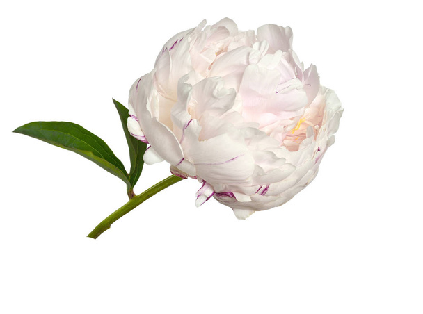 Hellävarainen vaaleanpunainen kermainen pioni kukka pörröinen, röyhelö terälehdet lähikuva, eristetty valkoisella pohjalla. Romanttinen kukkakuvio
  - Valokuva, kuva